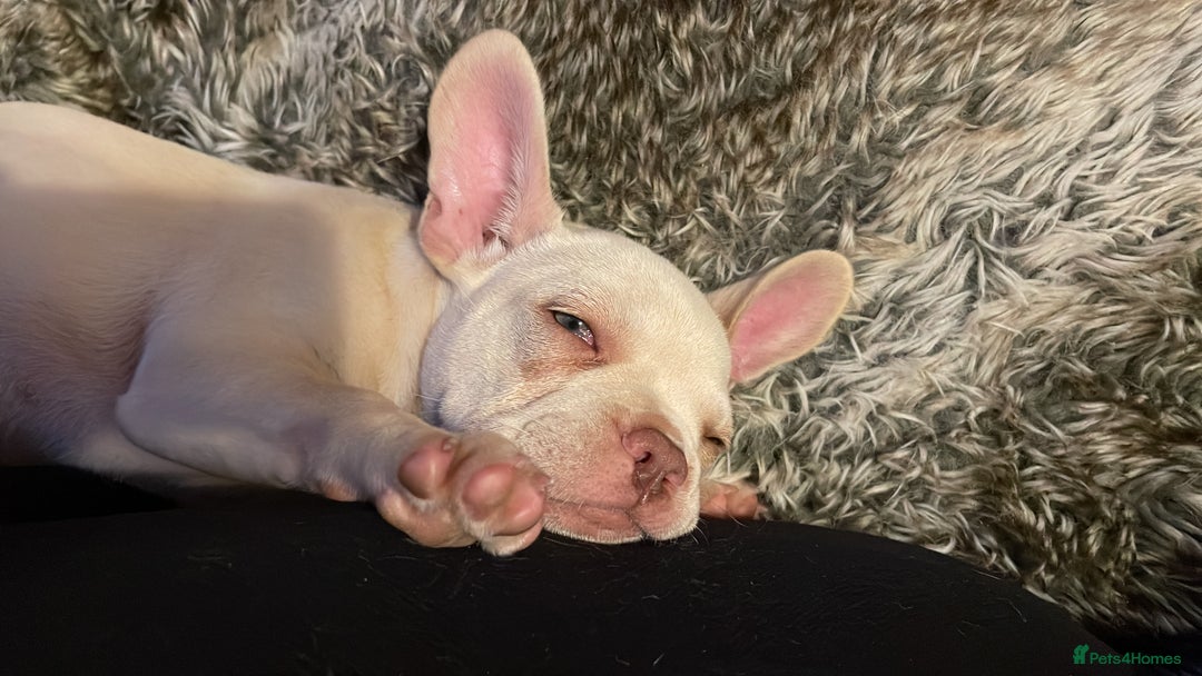 French Bulldog dogs for sale: Frenchie Honey  - Image 2