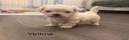 Maltese dogs for sale: Beautiful Maltese puppies ✨ - Advert 2