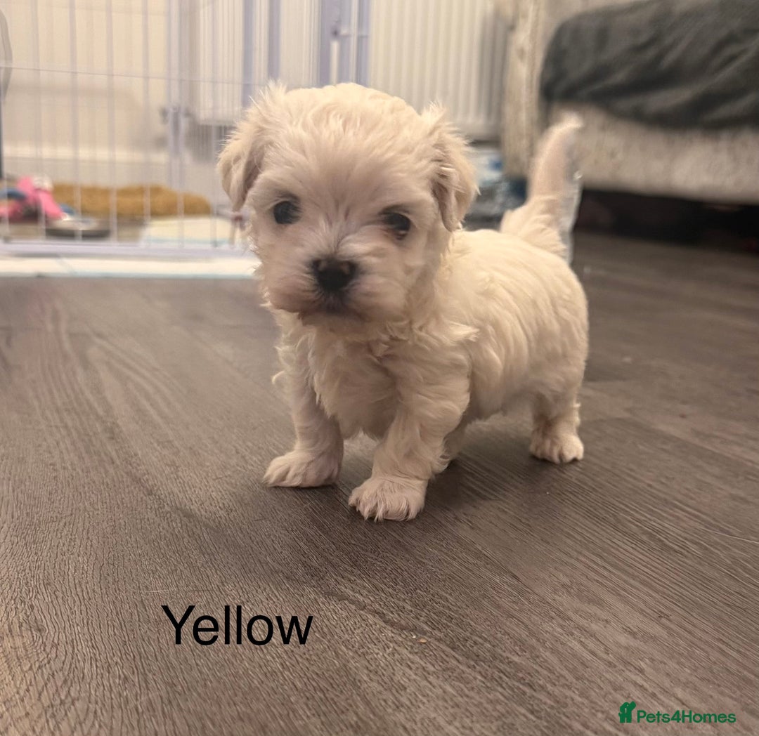 Maltese dogs for sale: Beautiful Maltese puppies ✨ - Advert 2