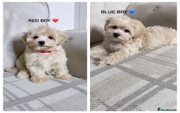 Maltipoo dogs for sale: F1 maltipoo puppy’s ready now KC reg parents - Image 2