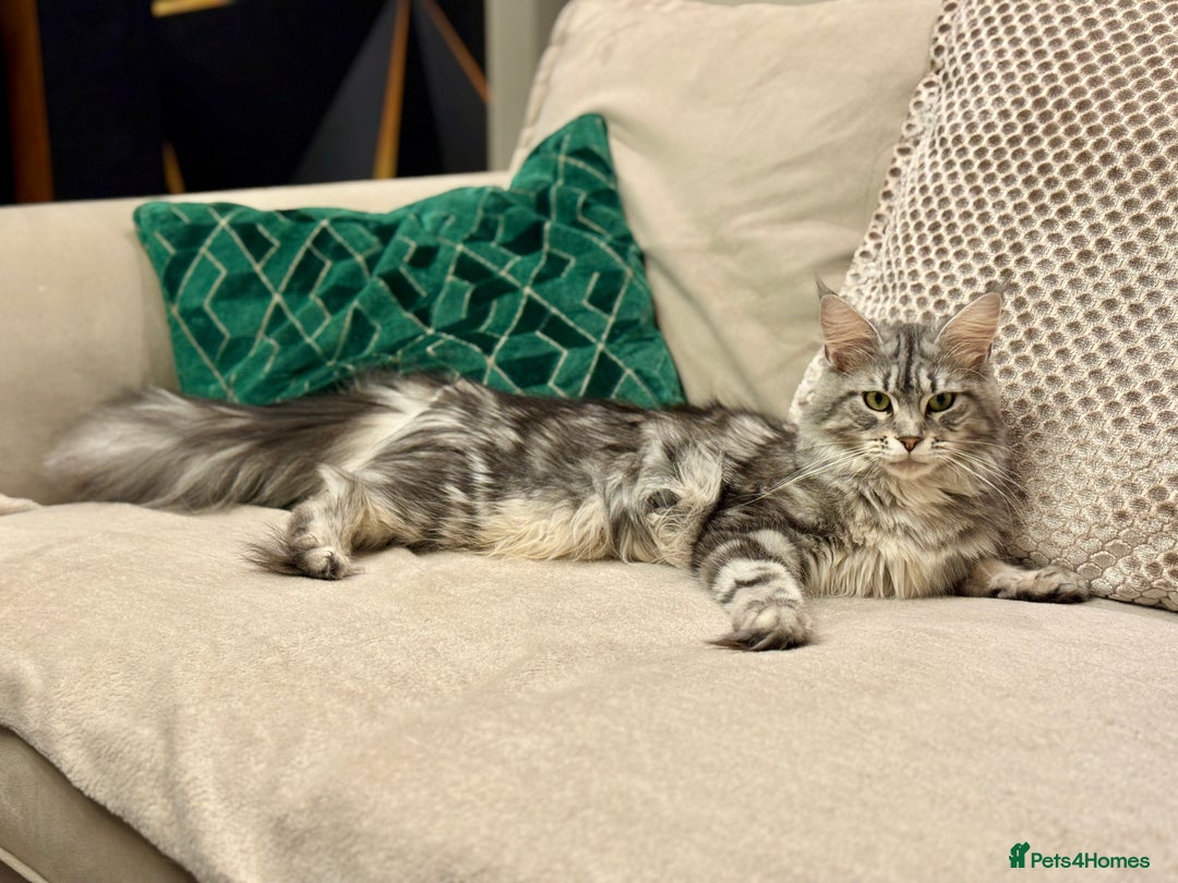 Maine Coon cats for sale: Maine coon kittens - Advert 2