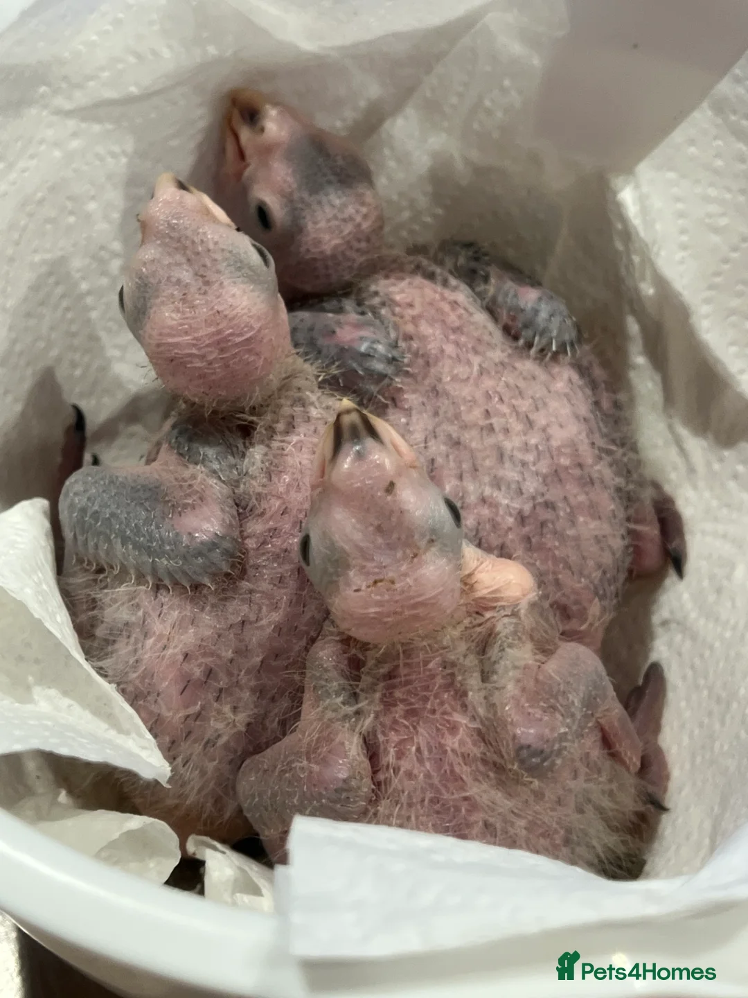 Parrots birds for sale: Cuddly handreared baby bronze winged pionus parrot in Rochdale - Advert 1