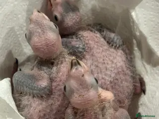 Parrots birds Cuddly handreared baby bronze winged pionus parrot - Advert 6