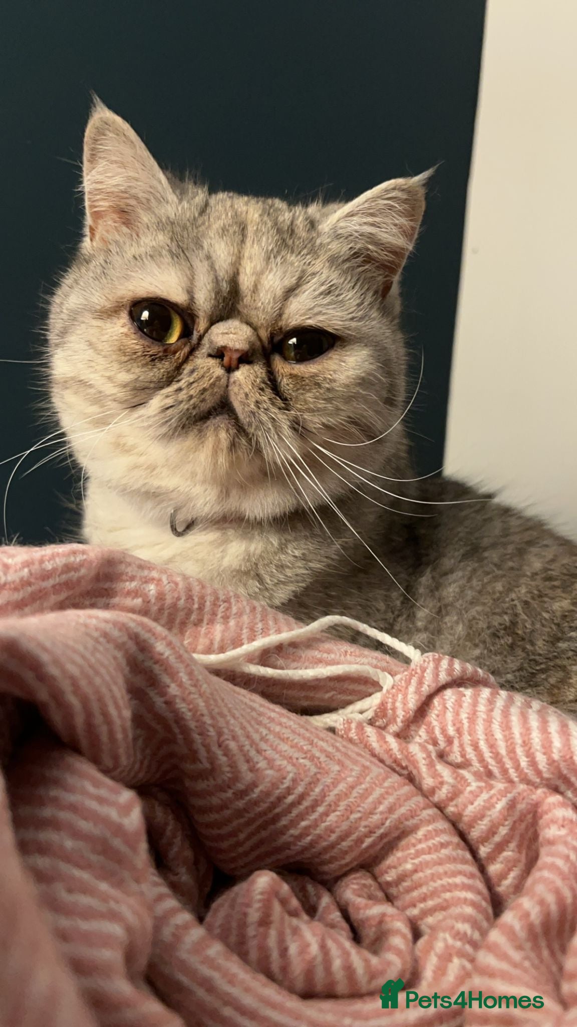 Exotic cats Exotic shorthair female cat - Advert 1