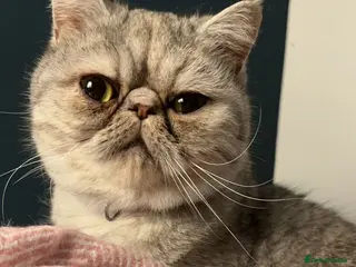 Exotic cats Exotic shorthair female cat - Advert 2