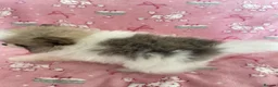 Pomeranian dogs for sale: KC reg Beautiful Teddy bear Pomeranian girls - Advert 13