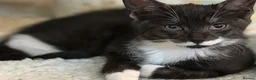 Mixed Breed cats for sale: Rescued, Loved & Ready for Forever 🐾 - Advert 5