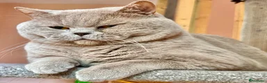 British Shorthair 1