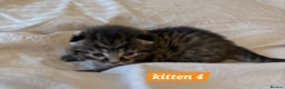 Scottish Fold cats for sale: Stunning Smoky Grey Kittens - Advert 18