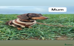 Miniature Dachshund dogs for sale: Gorgeous Miniature Dachshunds ready Dec - Image 6