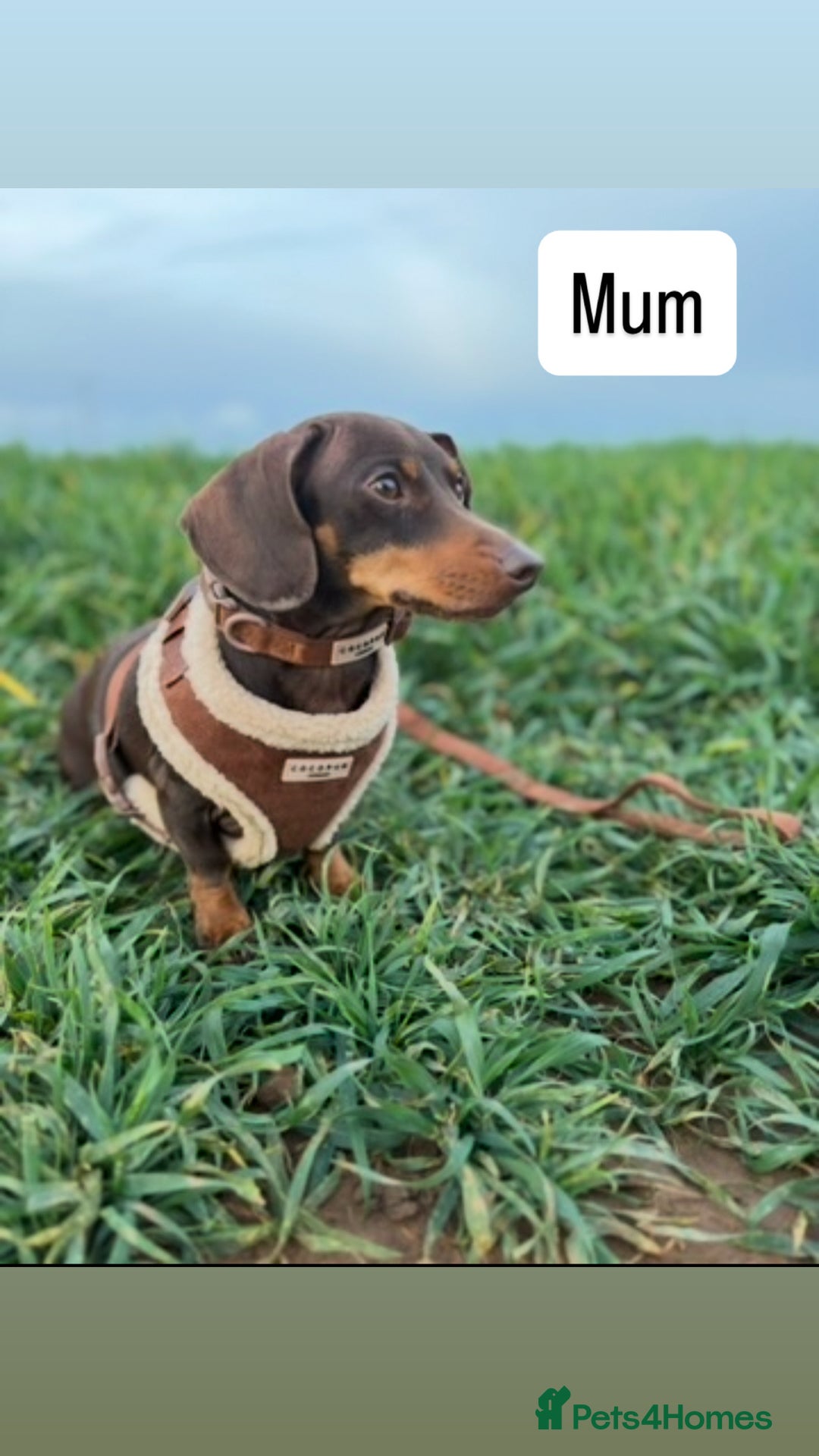Miniature Dachshund dogs for sale: Gorgeous Miniature Dachshunds ready Dec - Image 6