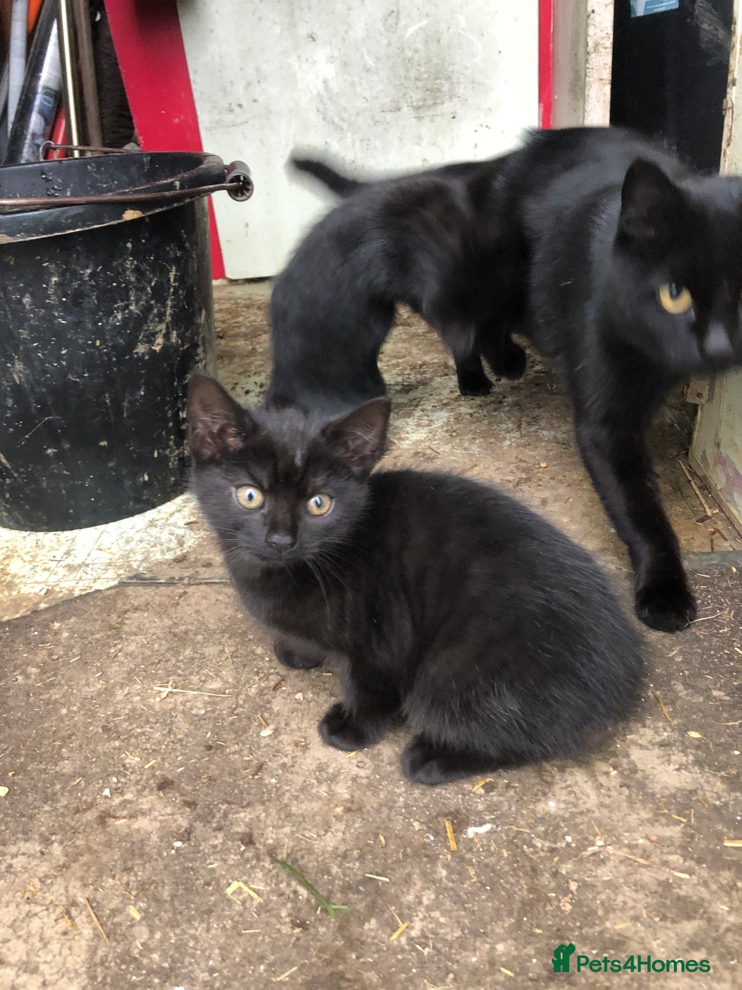 Mixed Breed cats for sale: Black kittens - Advert 3