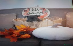 French Bulldog dogs for sale: Quality World class French bulldogs !!!! - Image 1