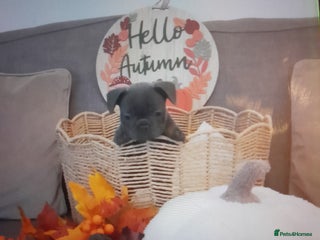 French Bulldog dogs - Advert 4