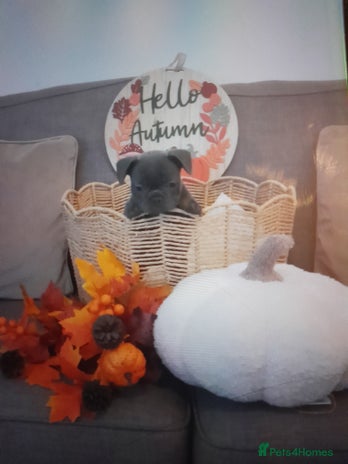 French Bulldog dogs - Advert 6