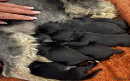 Miniature Schnauzer dogs for sale: 🐾PERFECT LITTER OF BLACK SCHNAUZER 🐾 - Image 2