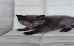 Scottish Fold cats for sale: Healthy and beautiful Scottish fold kittens - Image 20