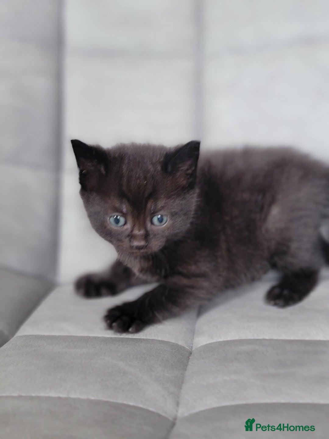 Scottish Fold cats for sale: Healthy and beautiful Scottish fold kittens - Image 20