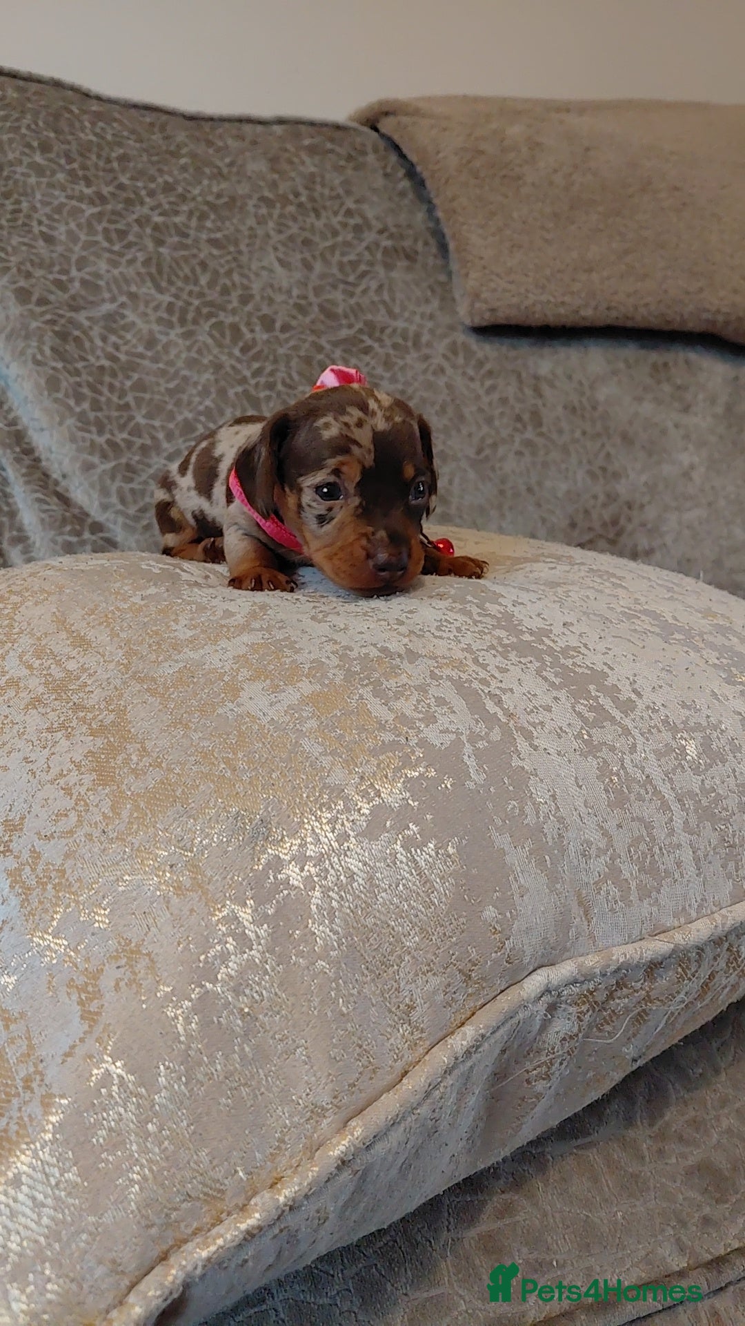 Miniature Dachshund dogs for sale: Ready now beautiful miniature dachshund pups - Image 15