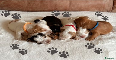 Cocker Spaniel dogs - Advert 1