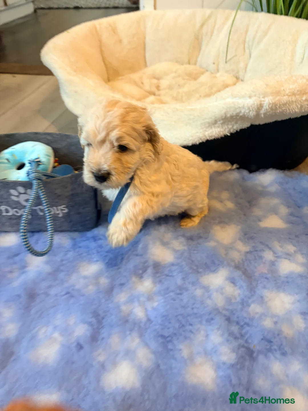 Cockapoo dogs for sale: F1B cockapoos last boy left  - Advert 13