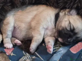 Mixed Breed dogs Maltese x Terrier - Advert 7