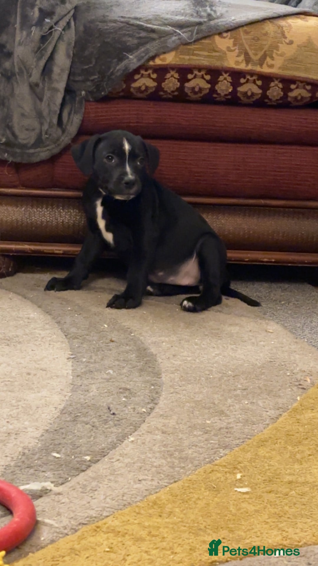 Mixed Breed dogs for sale: Beautiful Staffy Pups, 3 Boys, 4 Girls - Advert 7