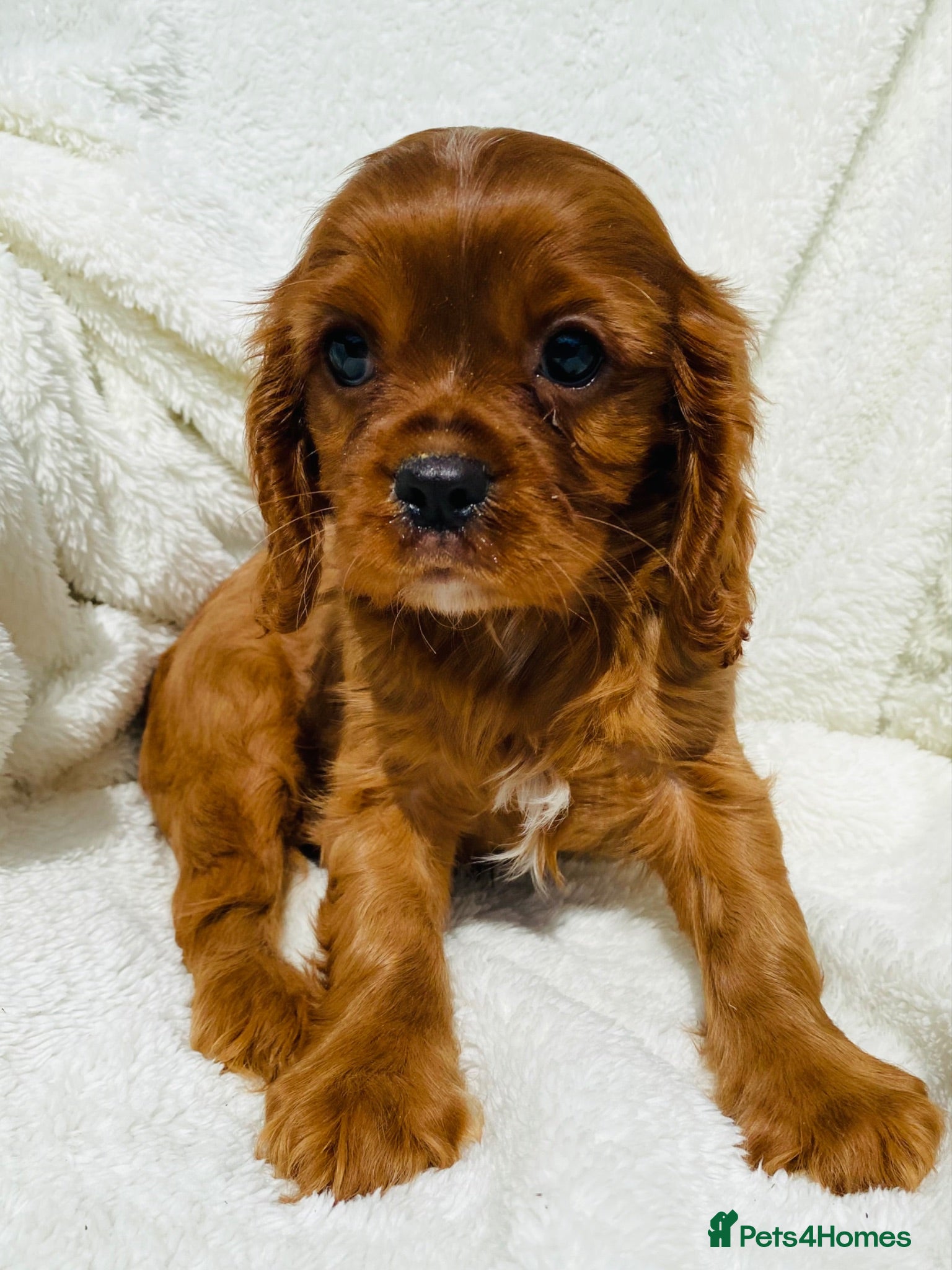 Cavalier King Charles Spaniel dogs Cavalier King Charles  - Advert 1
