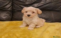Maltipoo dogs for sale: Maltipoo puppies for sale - Image 17