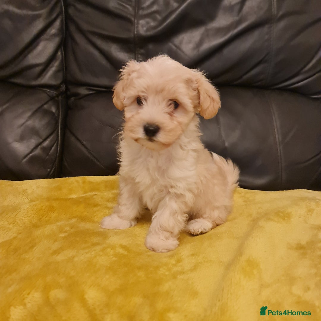 Maltipoo dogs for sale: Maltipoo puppies for sale - Image 17