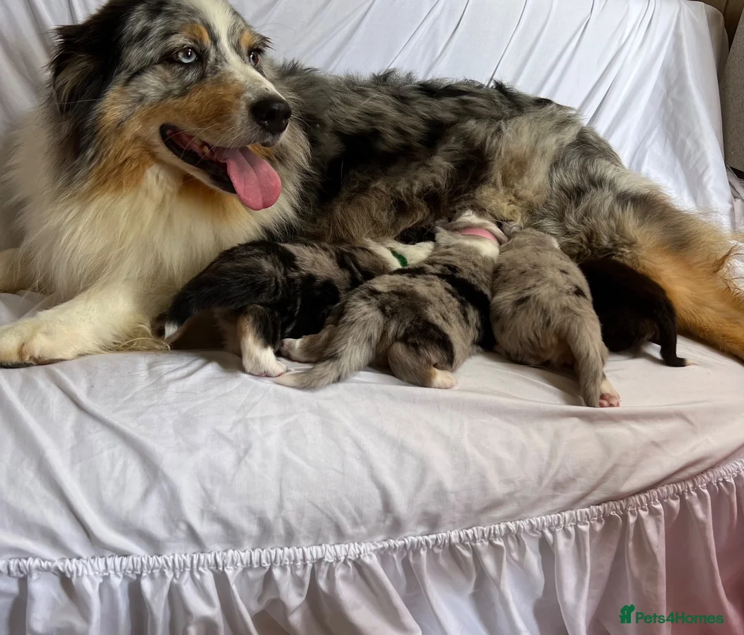 Australian Shepherd dogs for sale: Kc Australia shepherd puppies health test parents - Advert 2