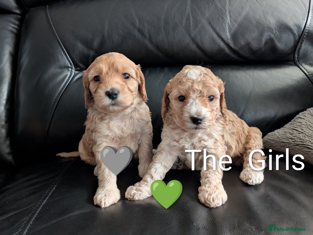 Cavapoo dogs for sale: Cavapoo puppies  - Image 4