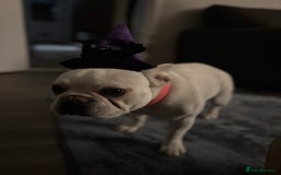 French Bulldog dogs for sale: Frenchie bitch - Image 2