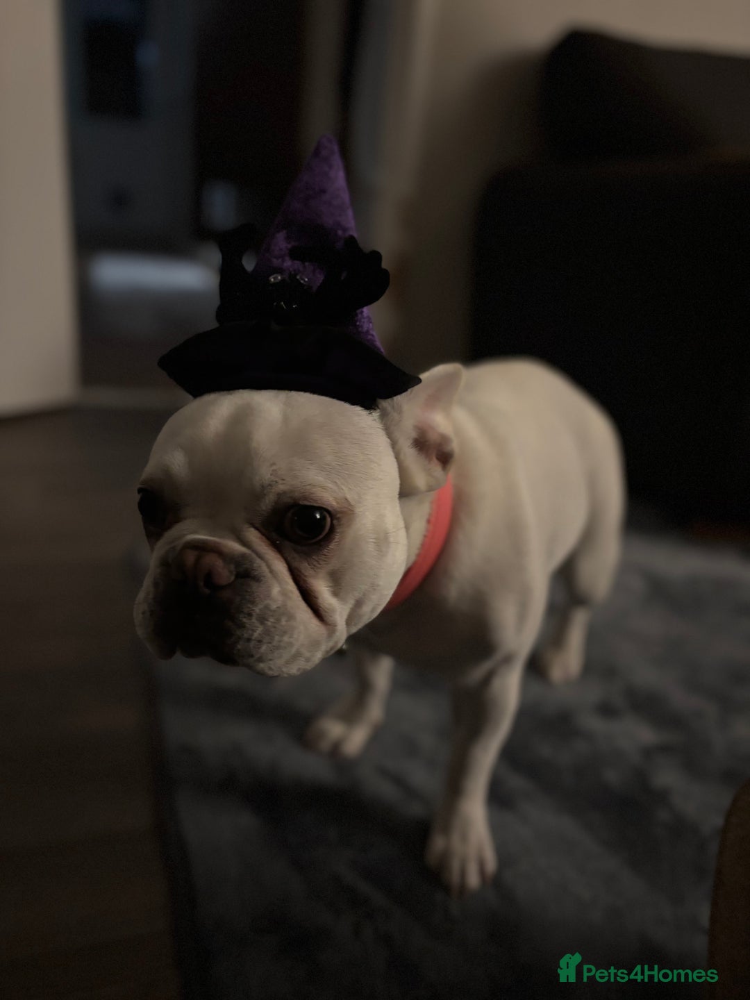 French Bulldog dogs for sale: Frenchie bitch - Image 2