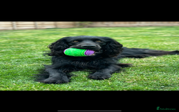 Cocker Spaniel dogs for stud: Dark star Beau, Working Cocker, Stud available - Image 4