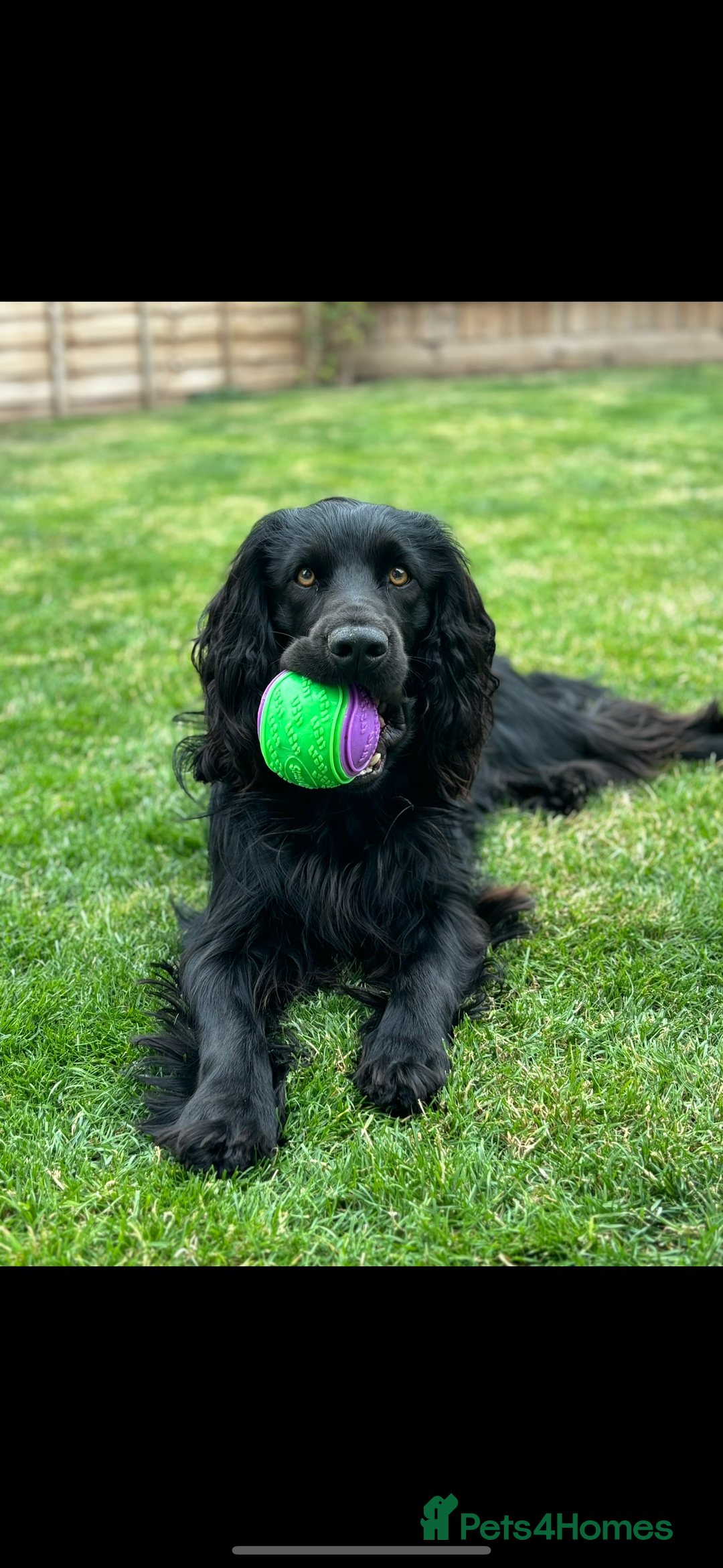 Cocker Spaniel dogs for stud: Dark star Beau, Working Cocker, Stud available - Image 4