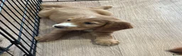 Cocker Spaniel dogs for sale: Beautiful Cocker Spaniel Puppies - Advert 26