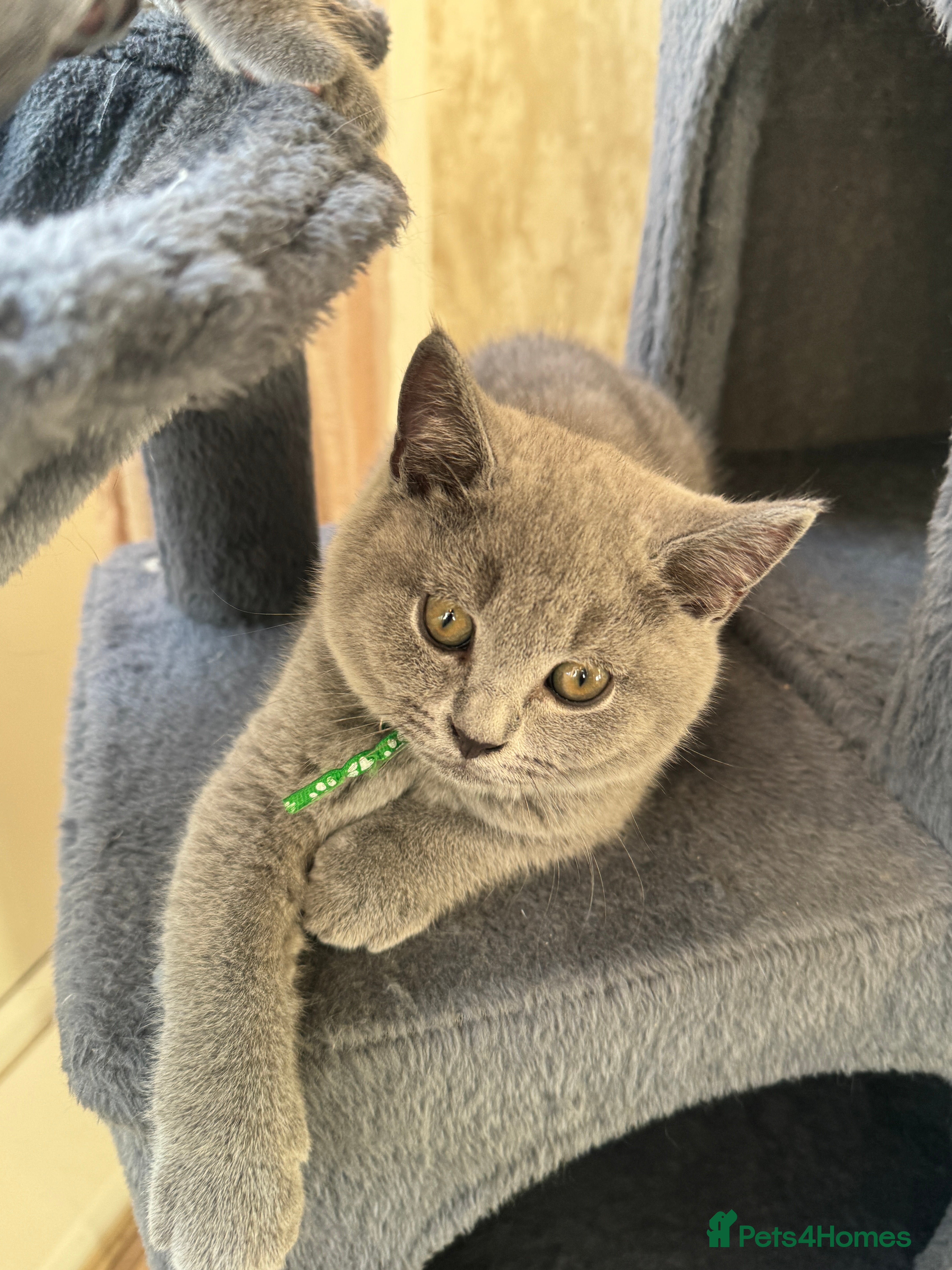 British Shorthair cats for sale: Beautiful British shorthair kittens  - Advert 22