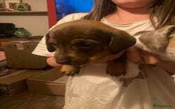 Dachshund dogs for sale: 3 male 2 female dashound puppies ready to go. - Image 29