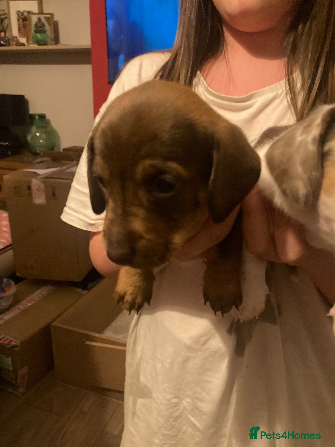 Dachshund dogs for sale: 3 male 2 female dashound puppies ready to go. - Image 29
