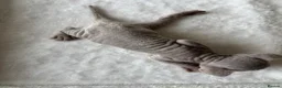 Devon Rex cats for sale: TICA Registered Devon Rex Lilac Kittens  - Advert 16