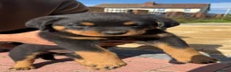 Rottweiler dogs for sale: Rottweiler puppies in Leeds - Advert 8