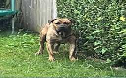 Presa Canario dogs for sale: Sadly having to re home our kong - Image 2