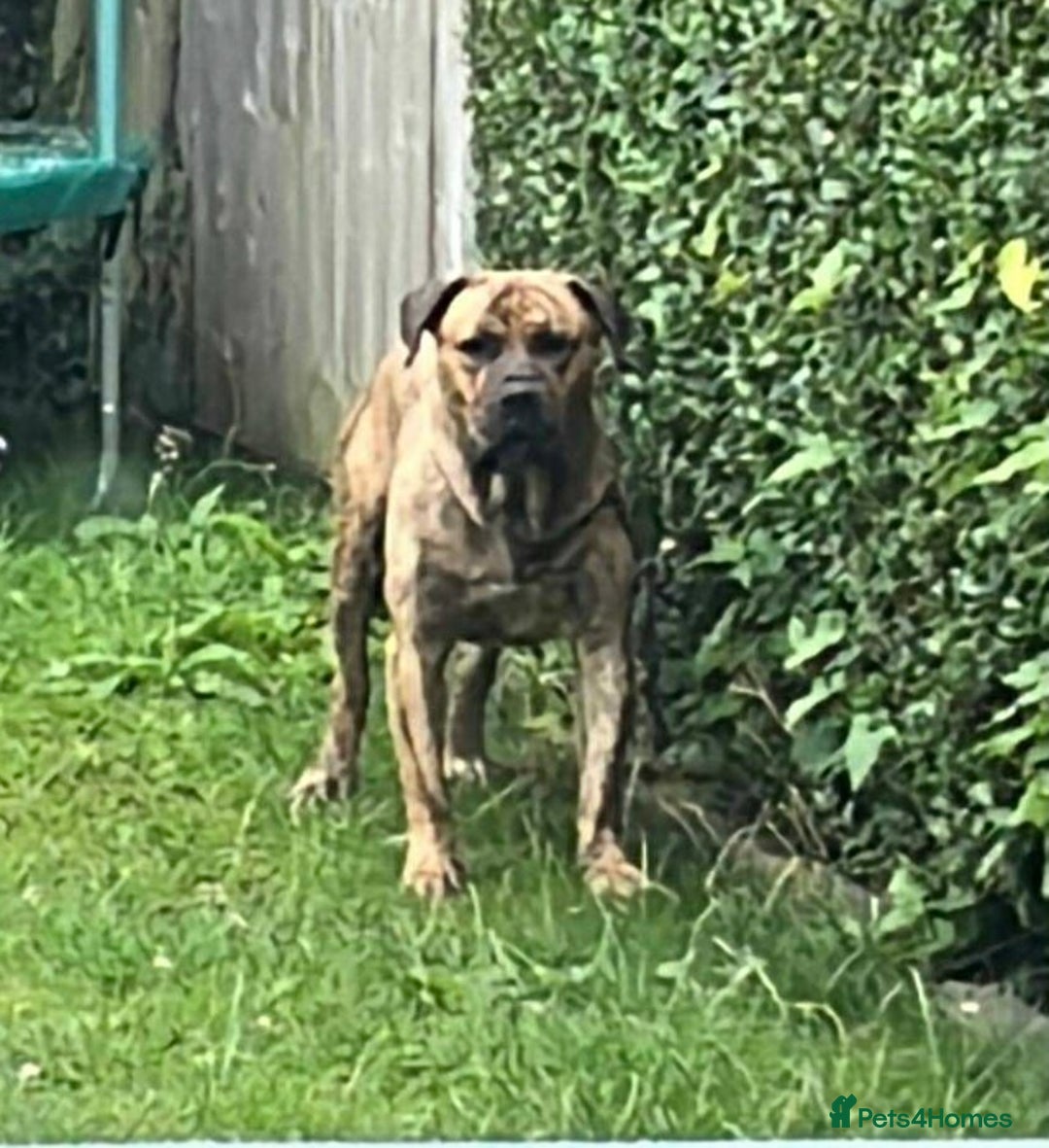 Presa Canario dogs for sale: Sadly having to re home our kong - Image 2