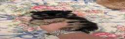 Pomeranian dogs for sale: Beautiful Pomeranian puppies 🐶  - Advert 3
