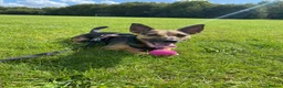 Jack Russell dogs for sale: Gus: Affectionate Jack Russell Seeks Loving Home - Advert 39