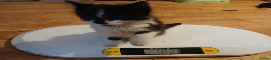 Maine Coon Kitten figaro