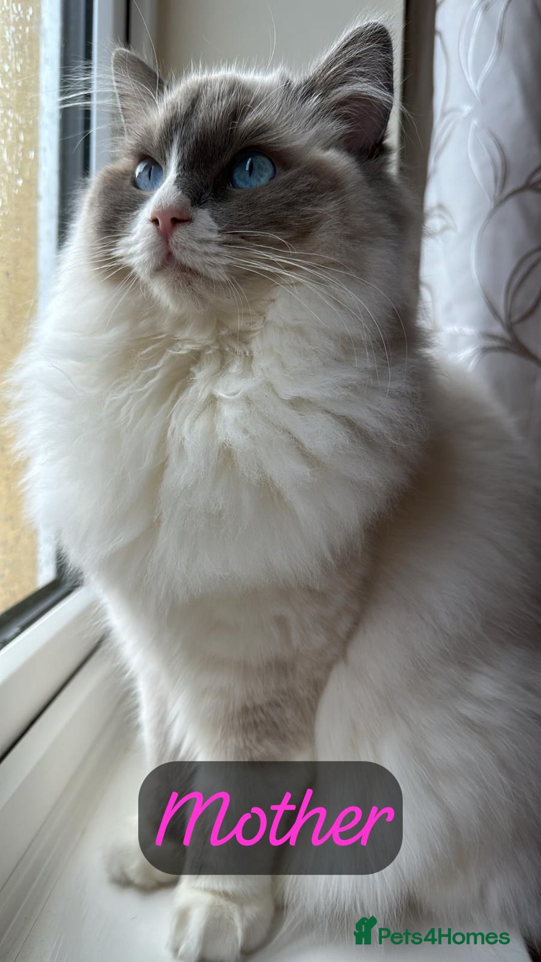 Ragdoll cats for sale: 📍1 FEMALE LEFT!🍼GCCF REGISTERED🐾 - Advert 24