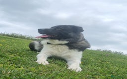 Caucasian Shepherd Dog dogs for adoption: Max 2.5 year old Macedonian rescue  - Image 7