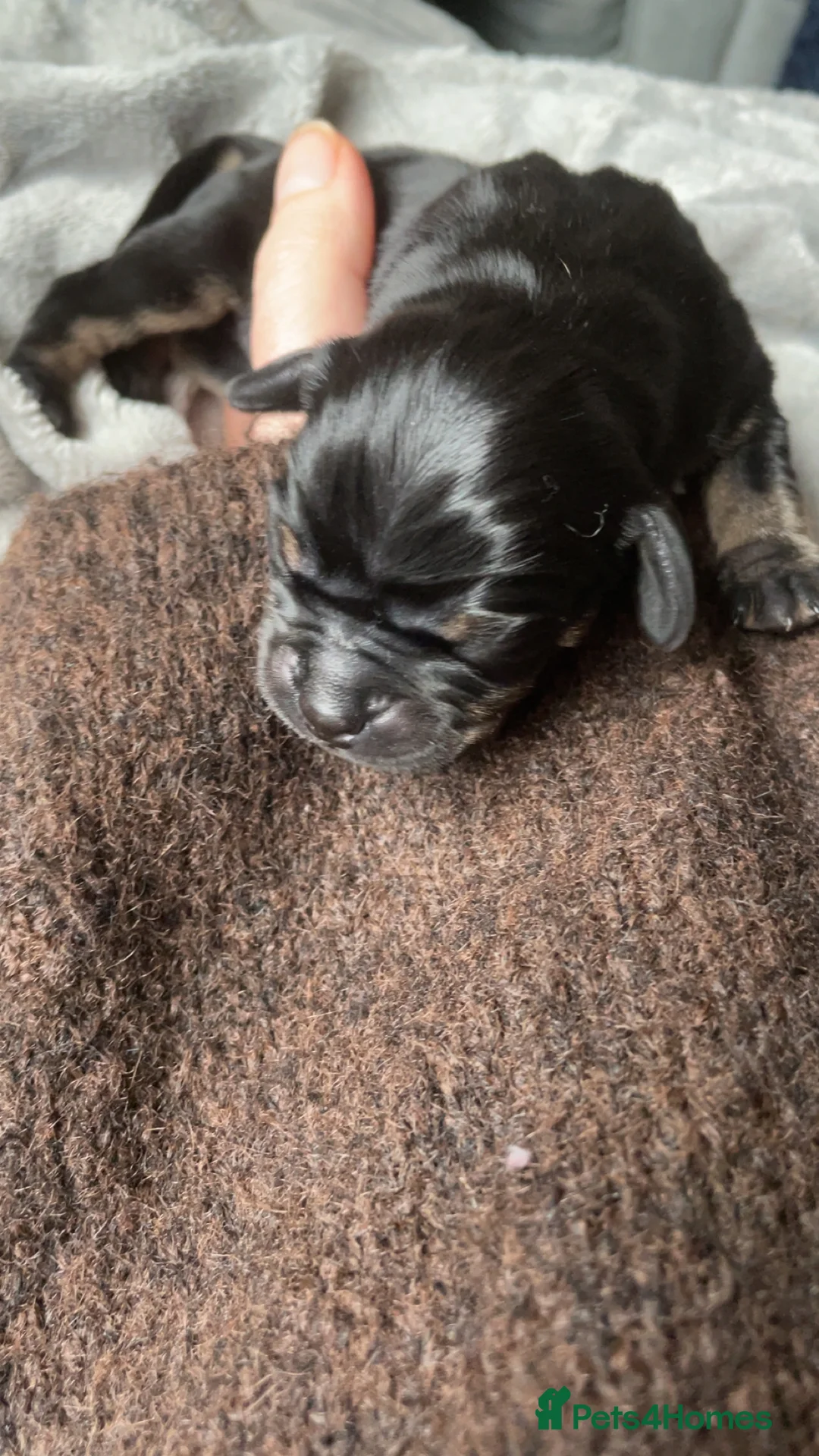 Mixed Breed dogs for sale: Beautiful litter of Daugs - Advert 5